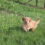 beim Spaziergang durch die Weinberge