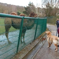 mit der Hovigruppe im Zoo