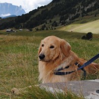 bero auf der alm 2