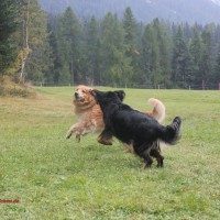 Gladys mit Pancho von der Alten Aare (Vater der C'lis)